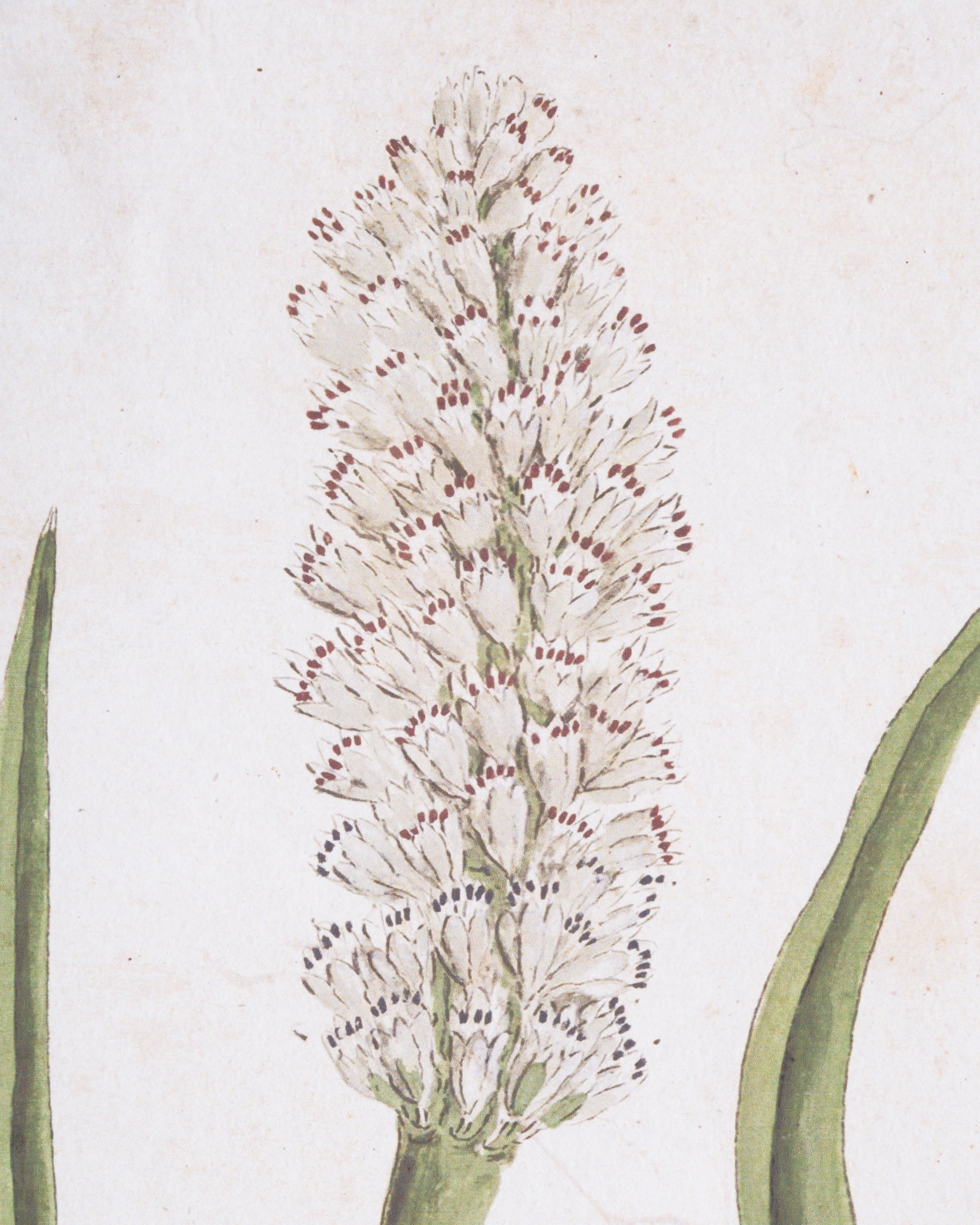Botanical Bloom Framed Wall Art E