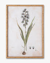 Botanical Bloom Framed Wall Art F