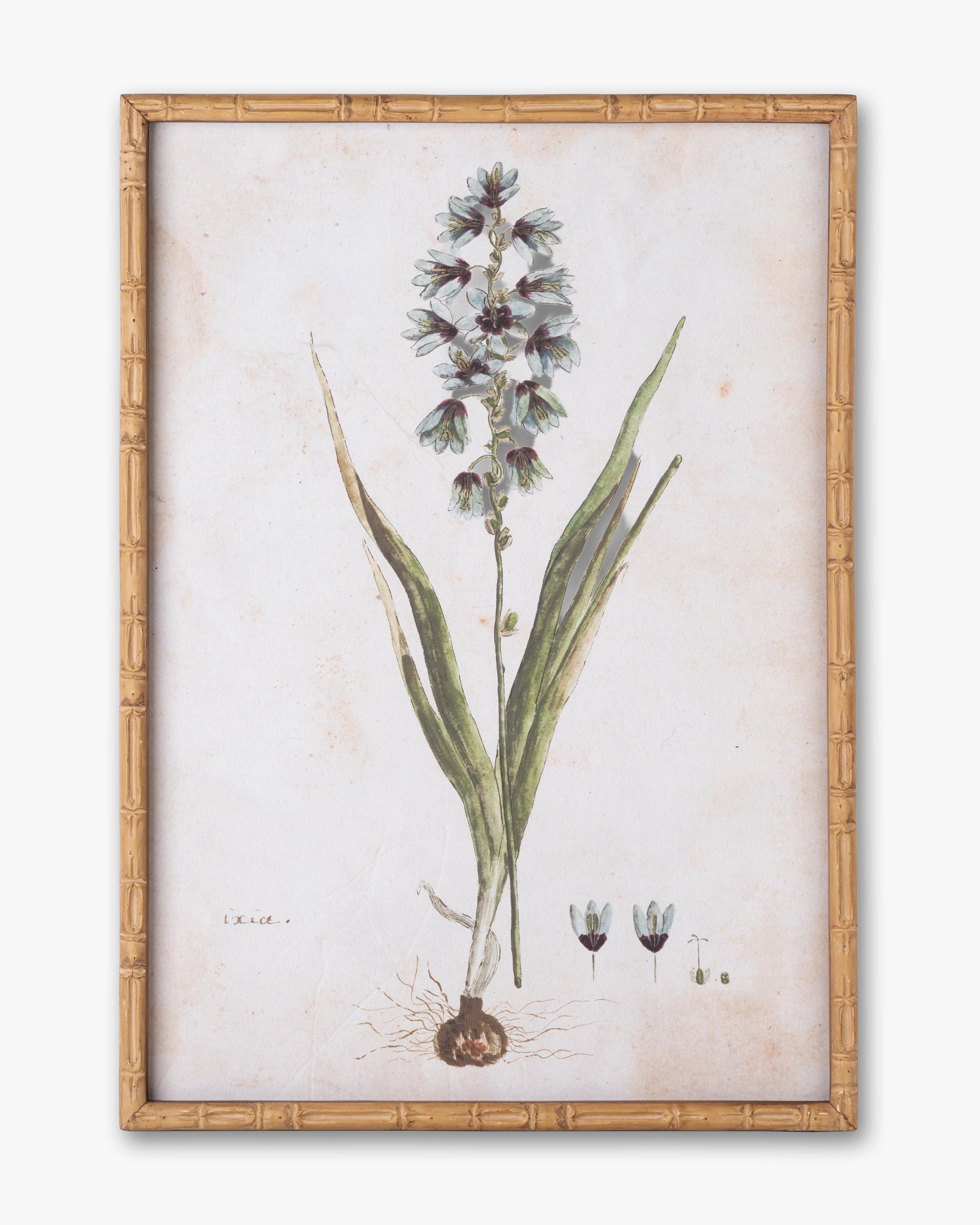 Botanical Bloom Framed Wall Art F