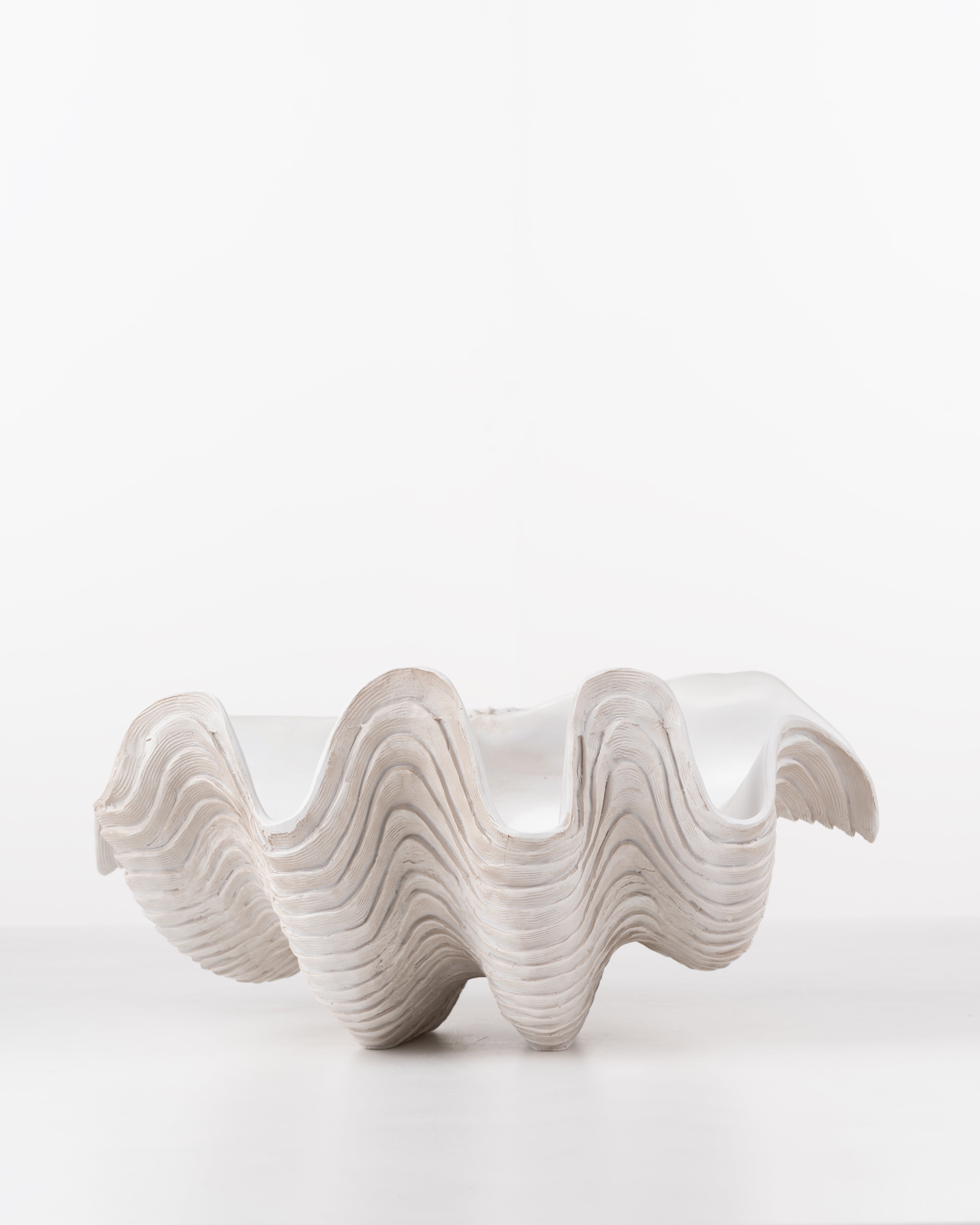Clam coral Shell
