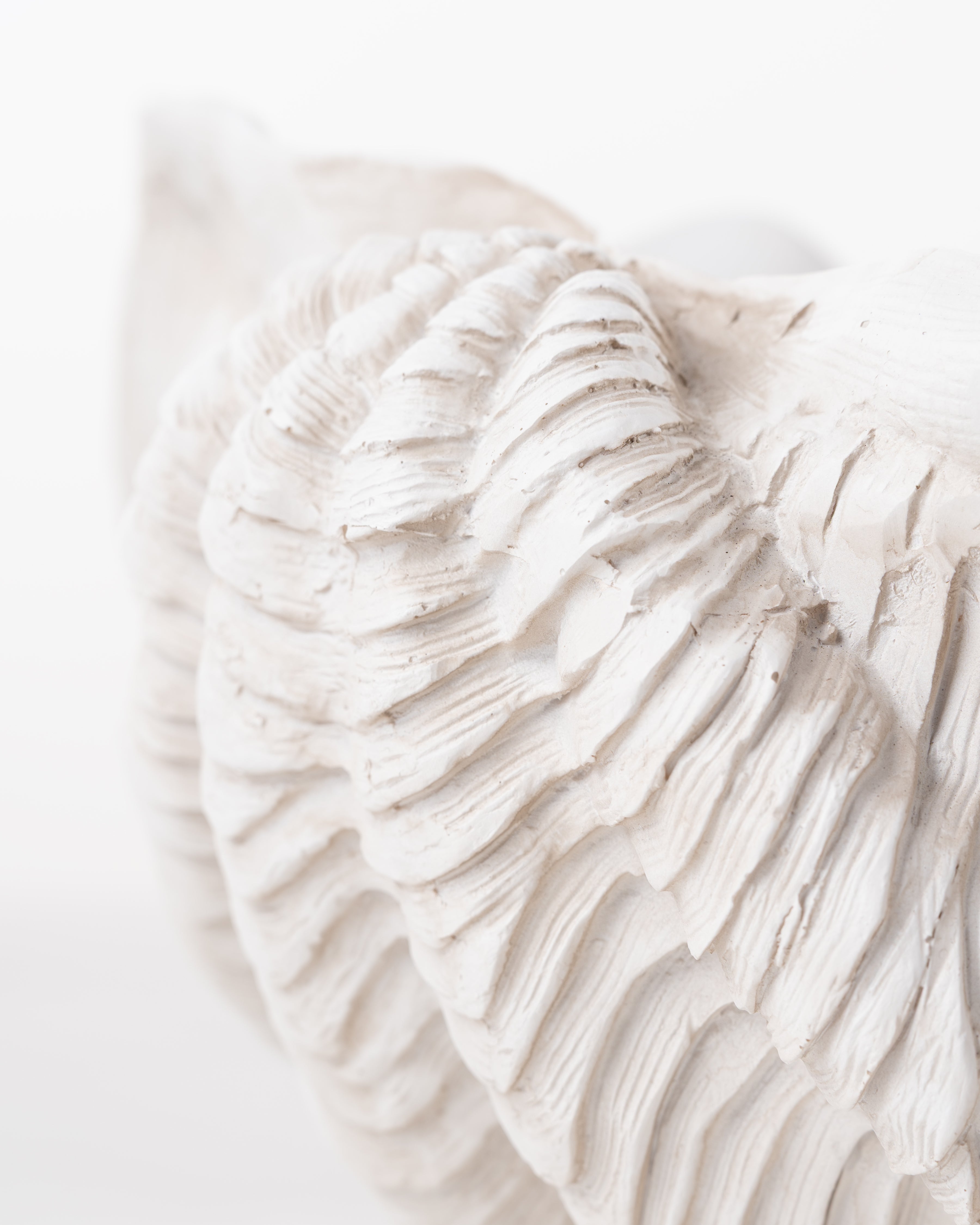 Clam coral Shell