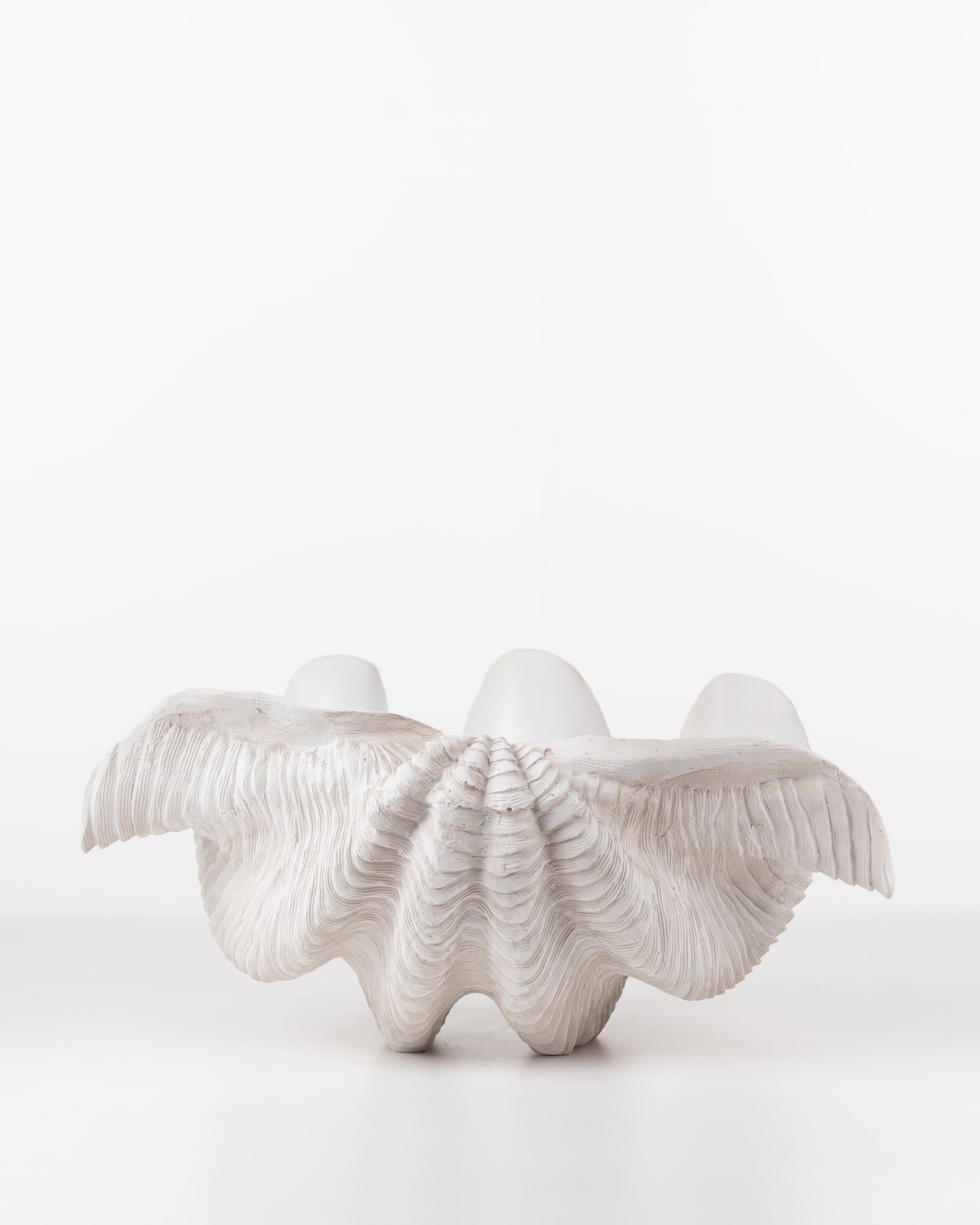 Clam coral Shell