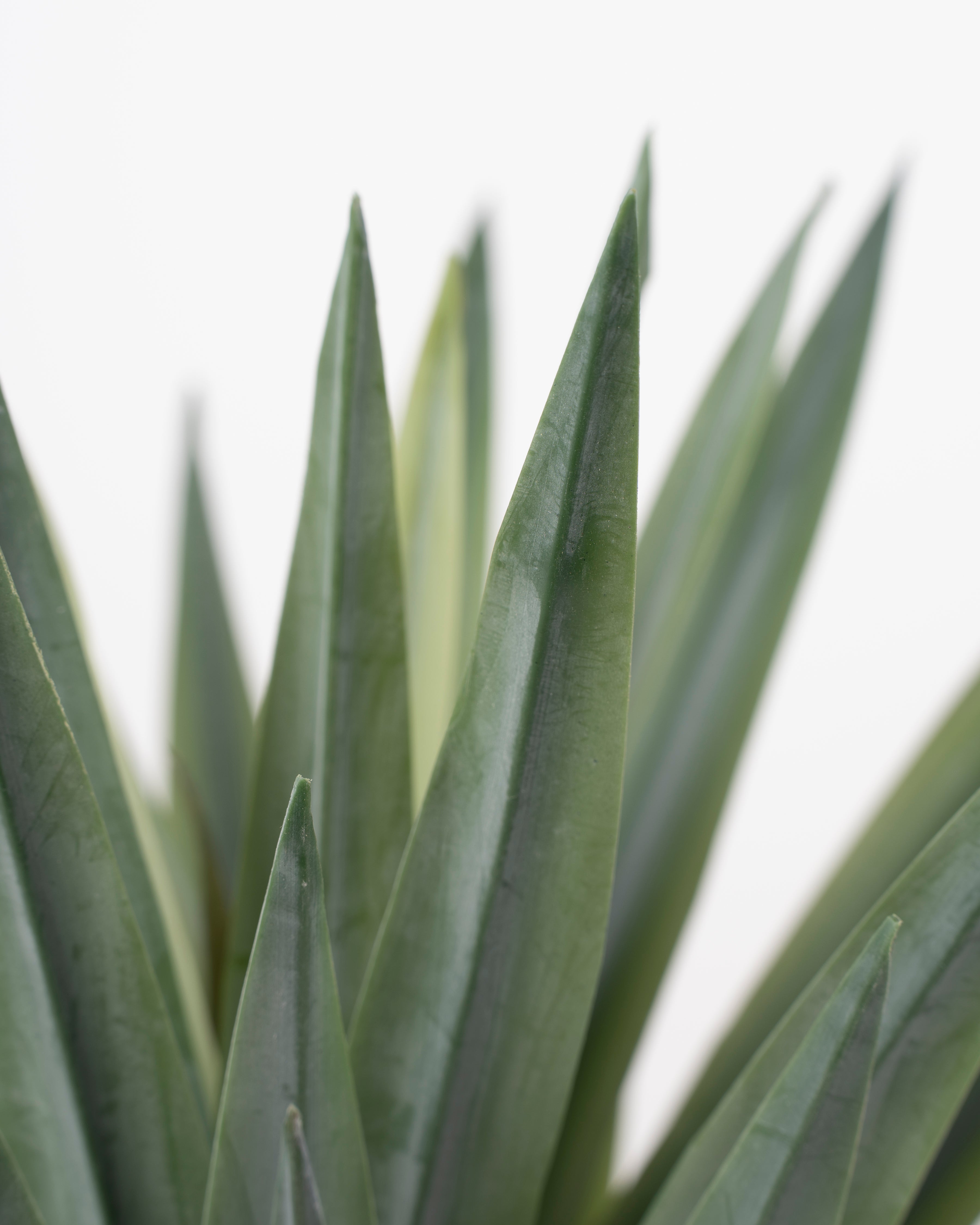 Faux Sisal Plant | 49cm