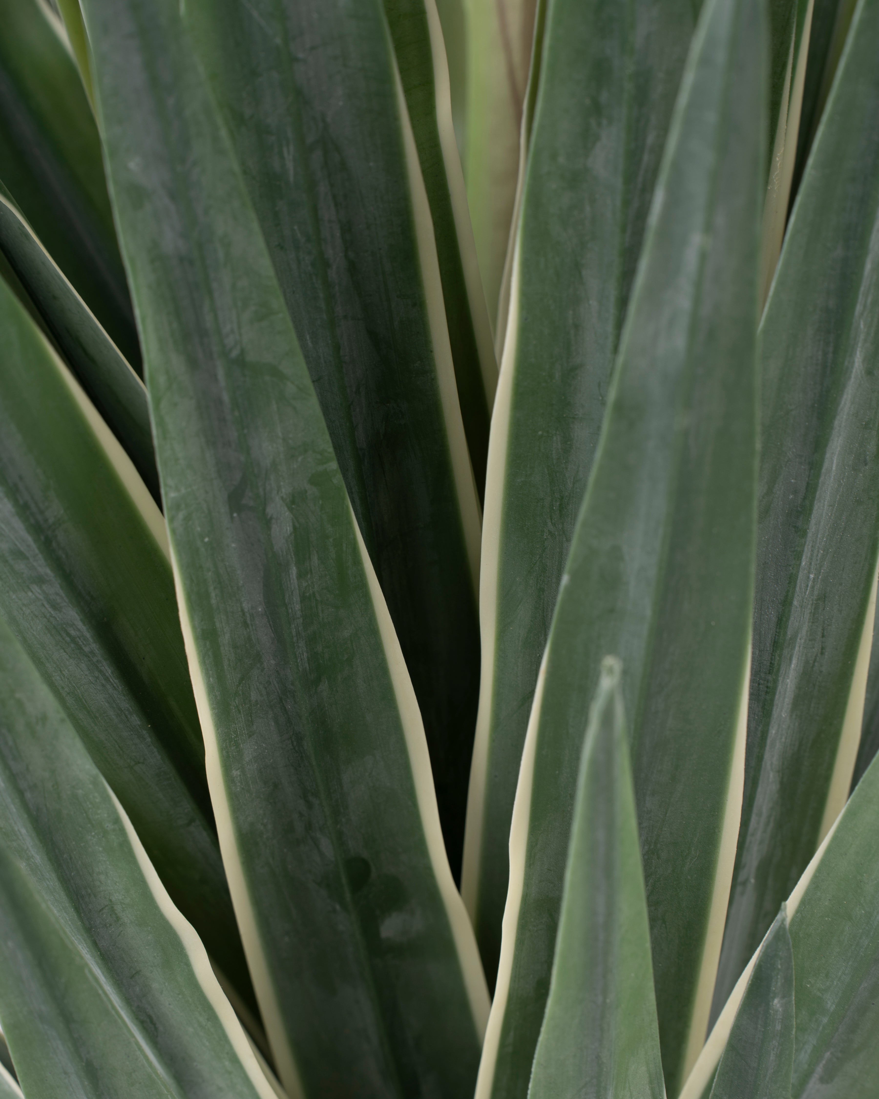 Faux Sisal Plant | 49cm