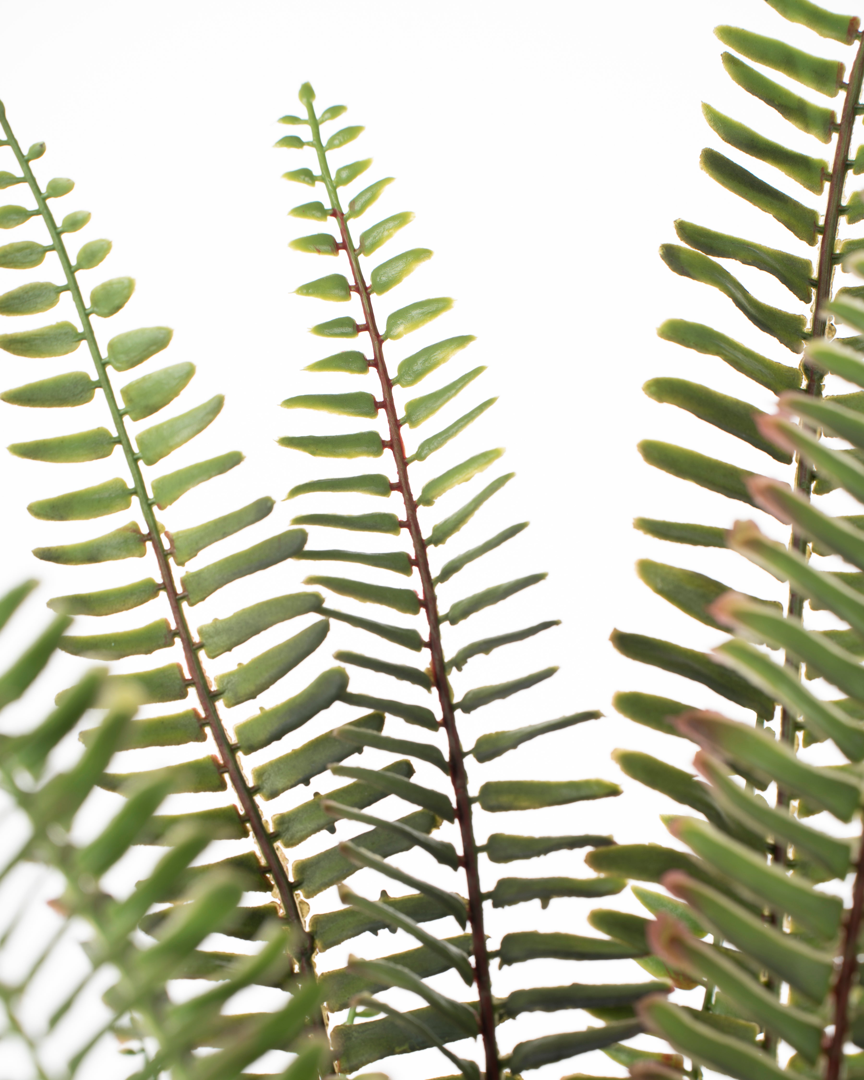 Faux Fern Plant | 82cm