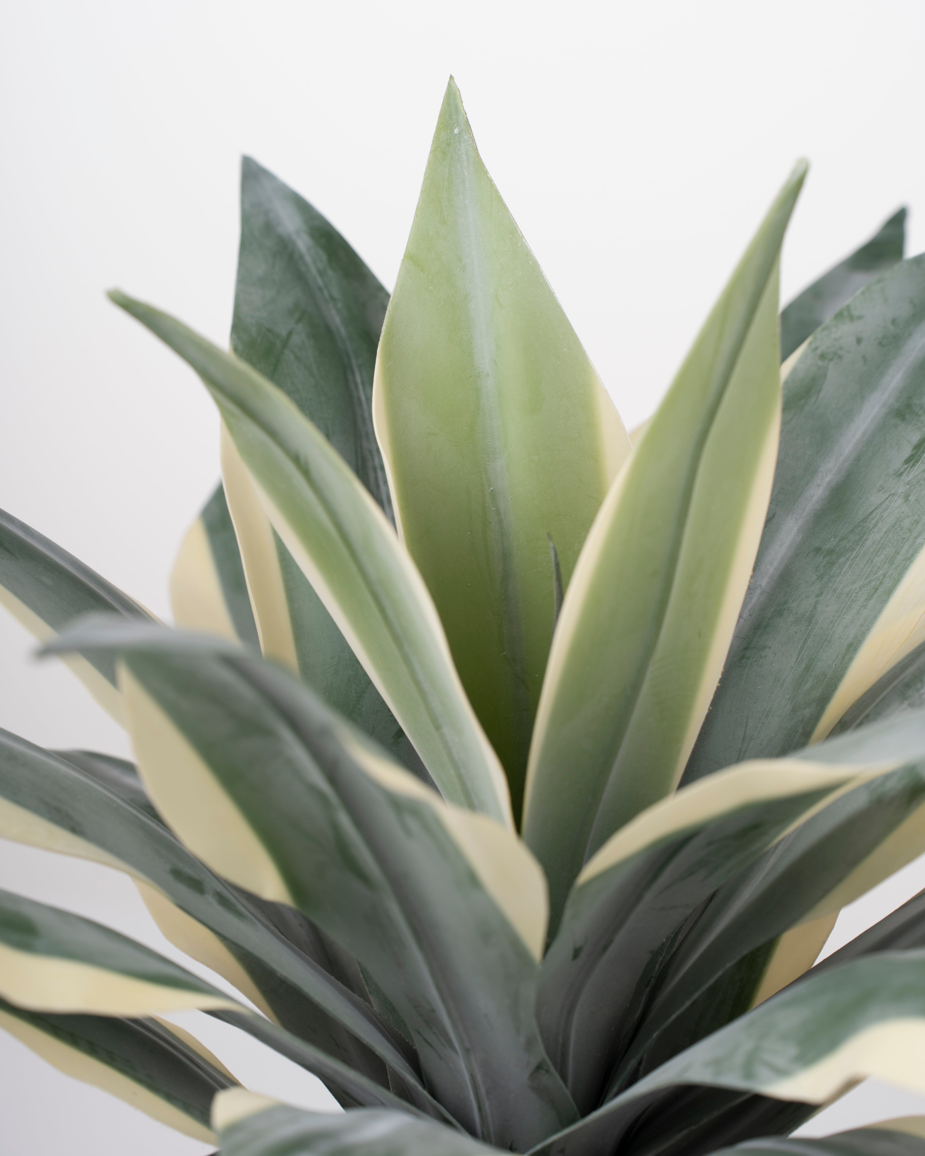 Faux Lechuguilla Plant | 38cm