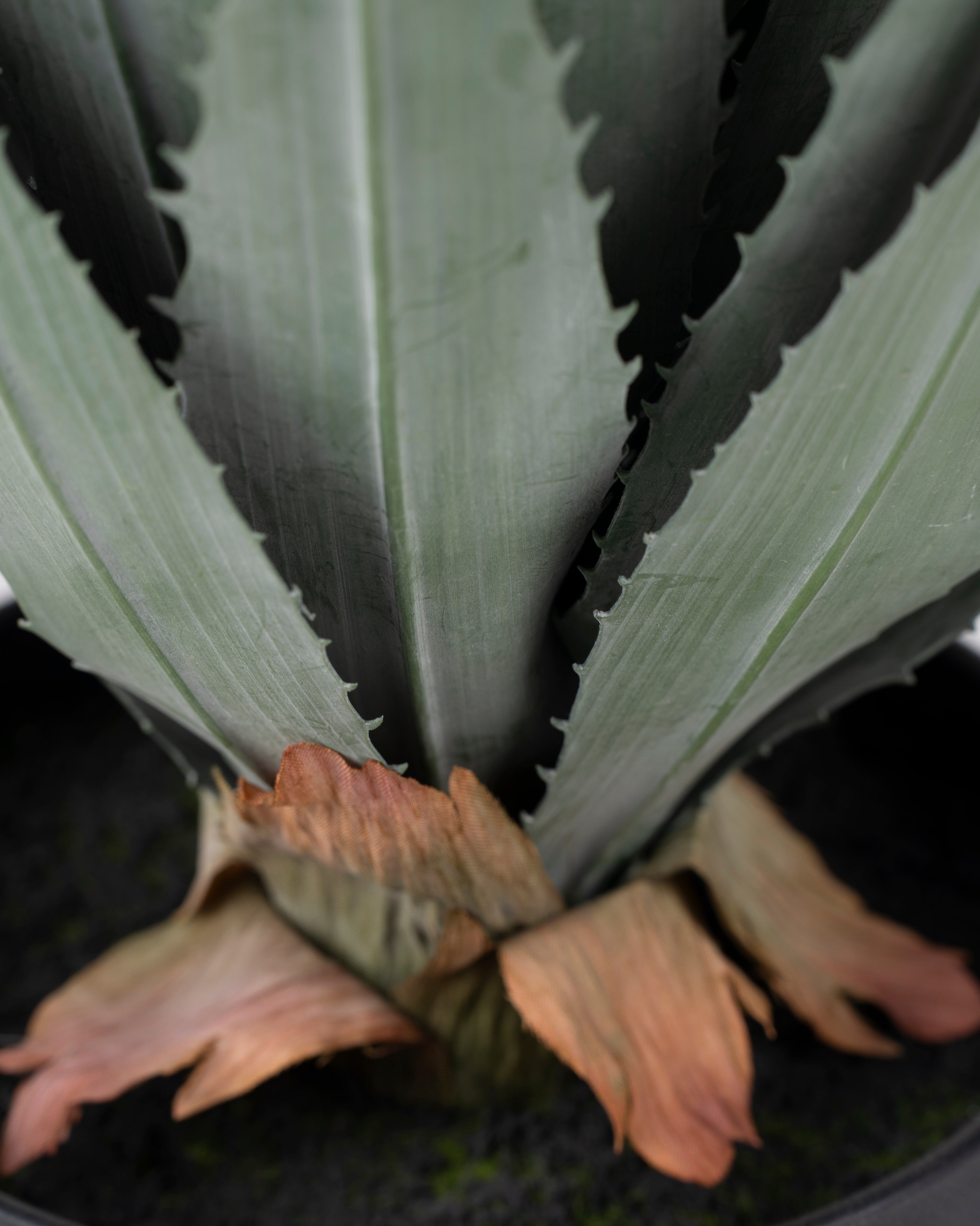 Faux Lechuguilla Plant | 45cm