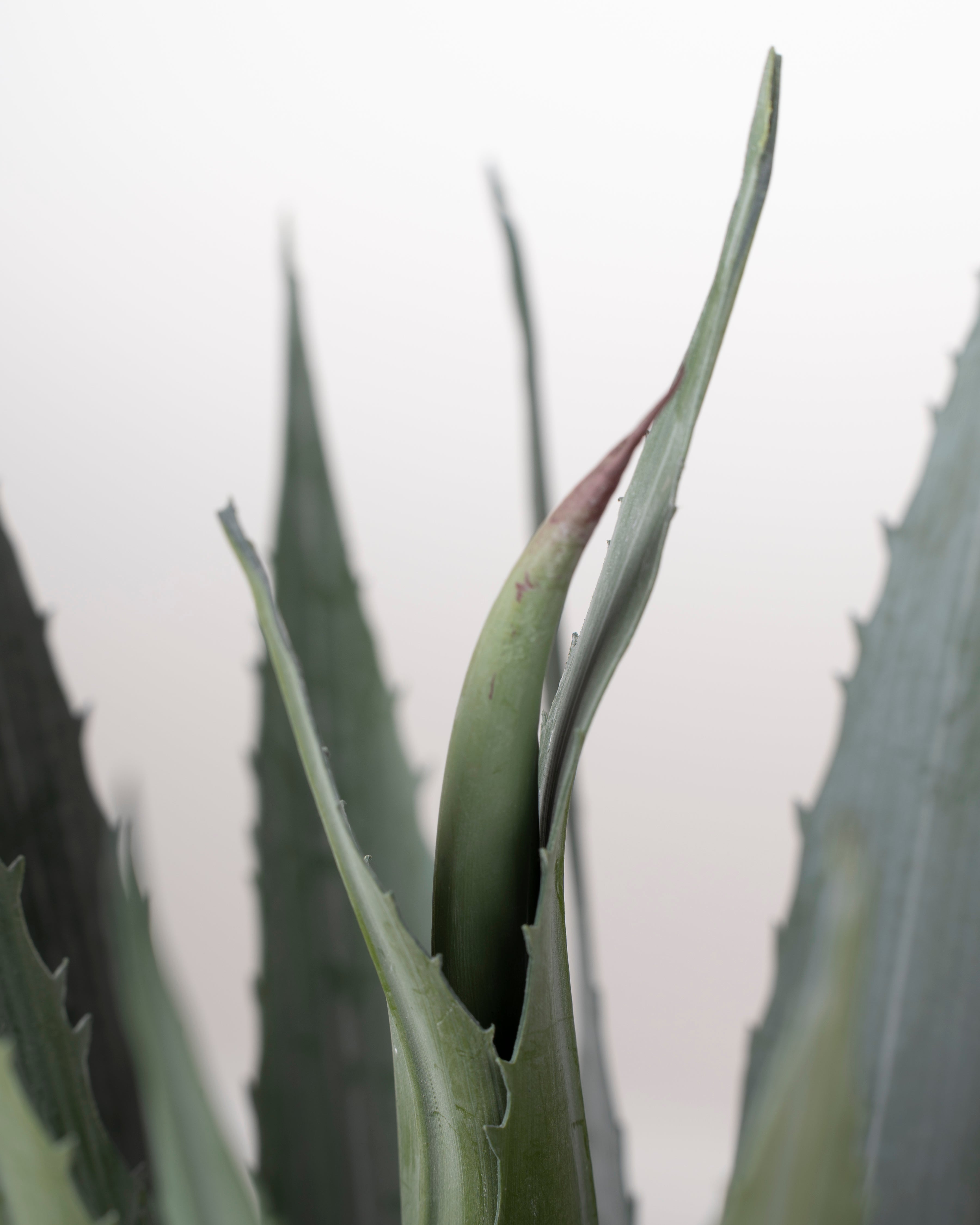 Faux Lechuguilla Plant | 45cm