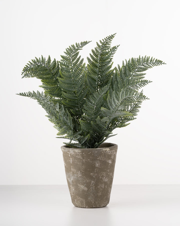 Forest Fern in Pot
