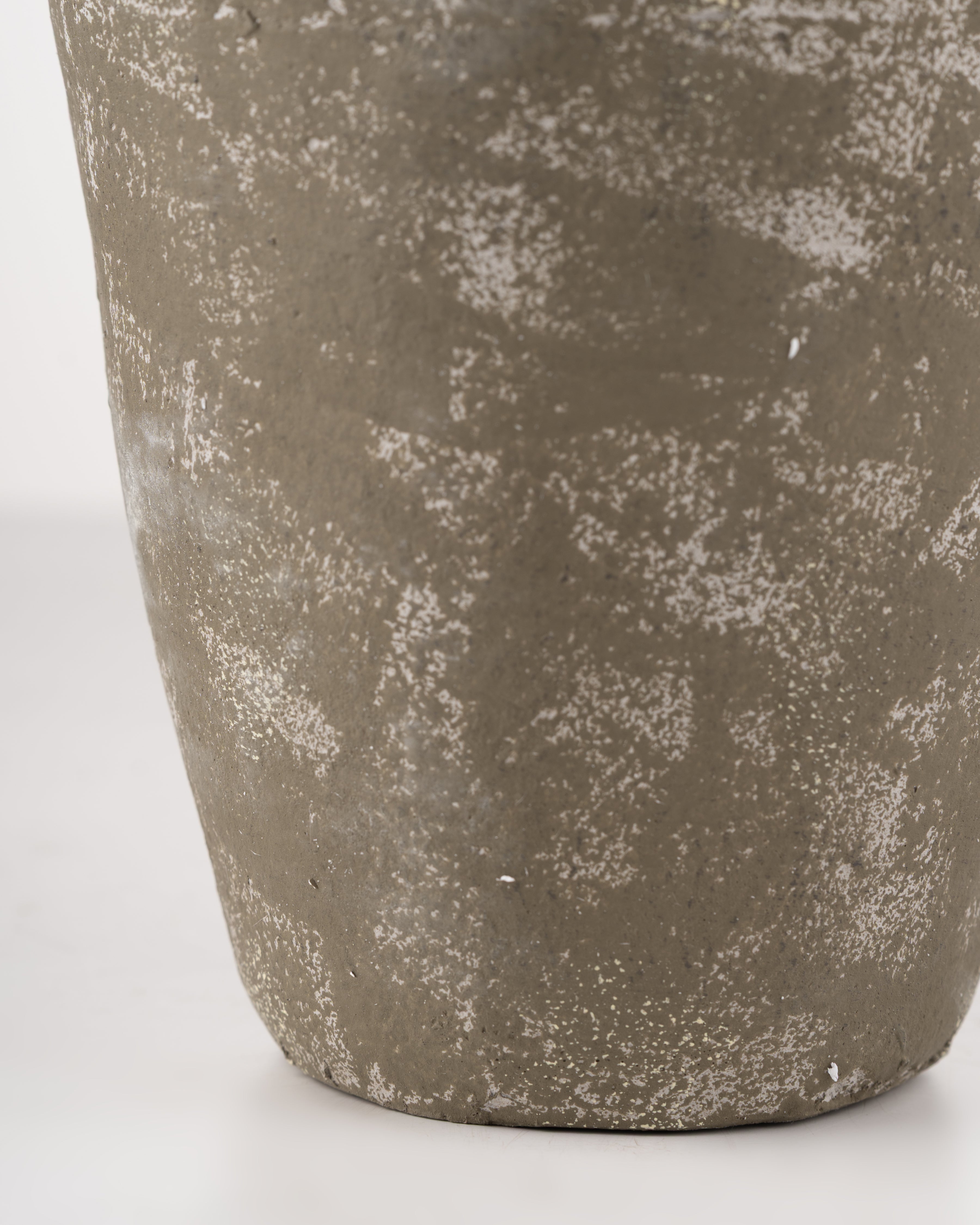 Forest Fern in Pot