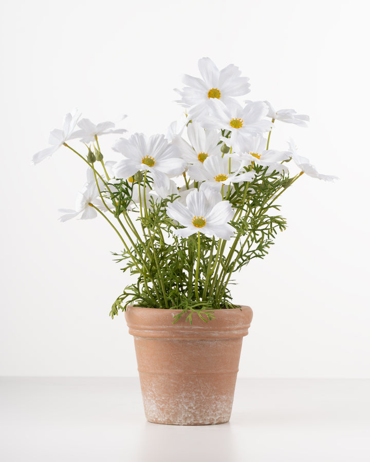 White Cosmos in Terracotta Pot