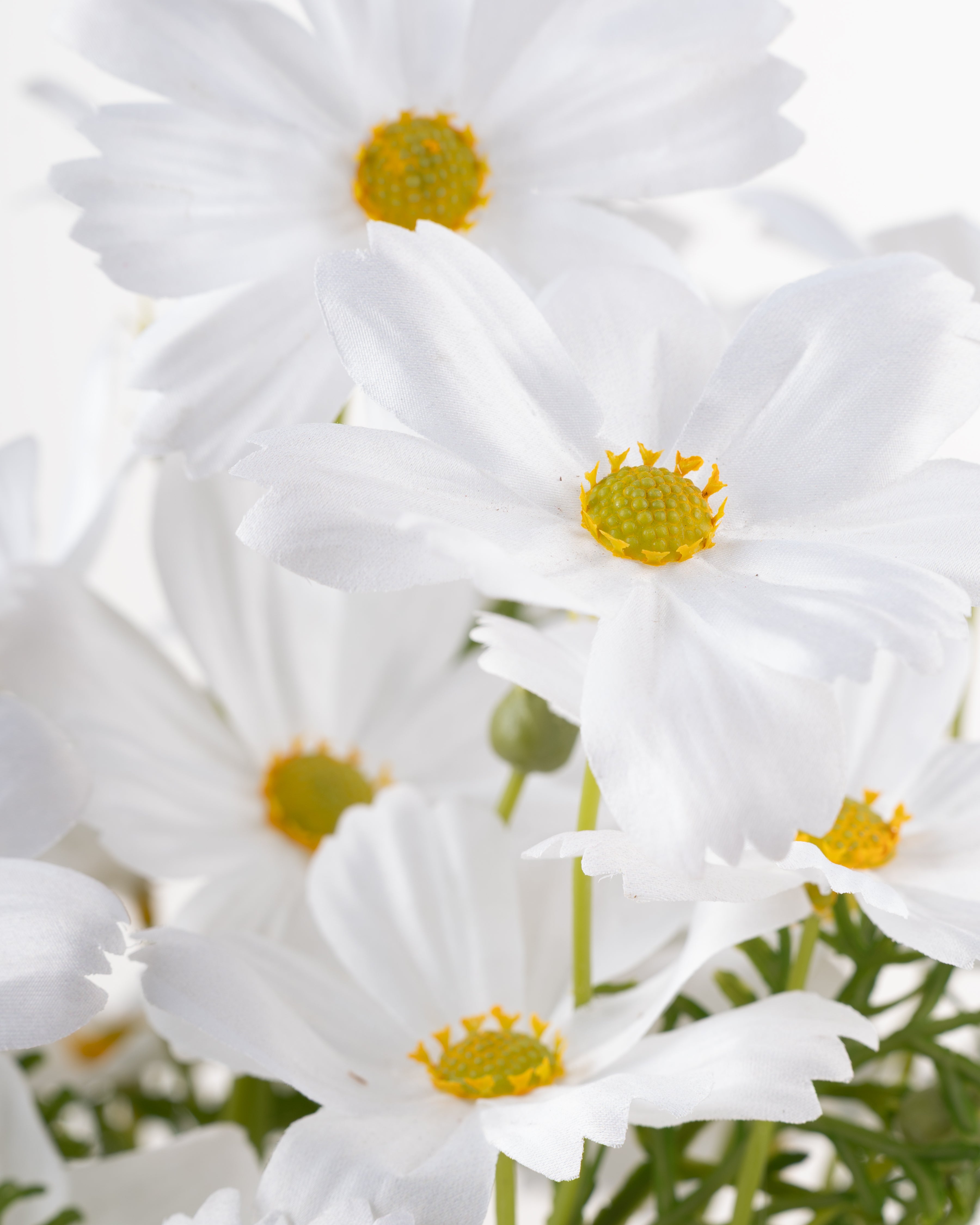 White Cosmos in Terracotta Pot