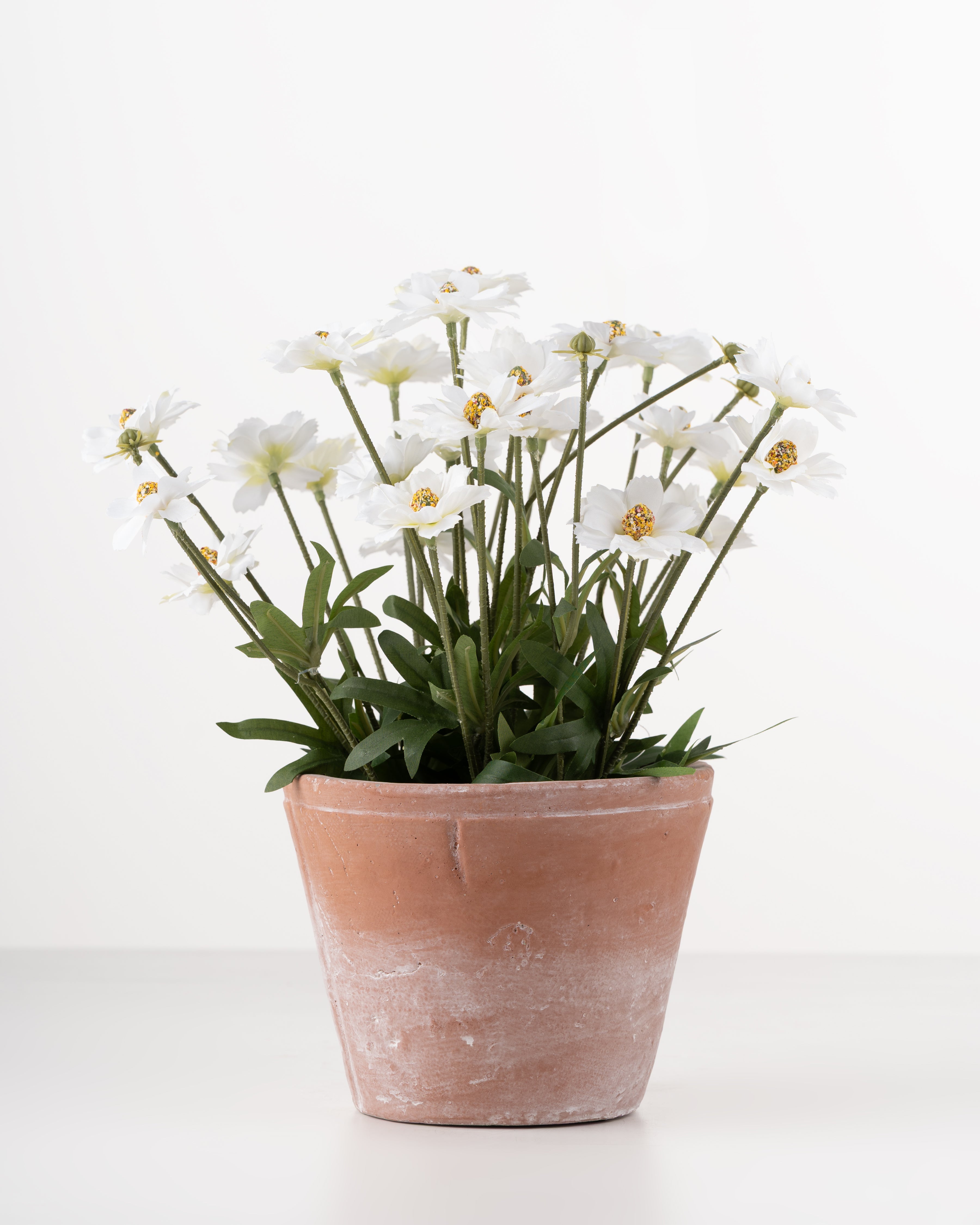 Daisies in Cement Pot