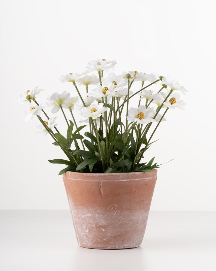Daisies in Cement Pot