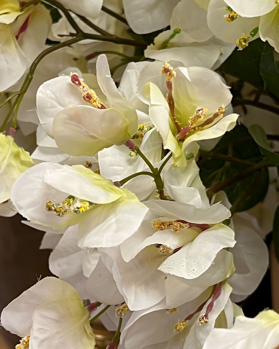 Bougainvillea Spray | White