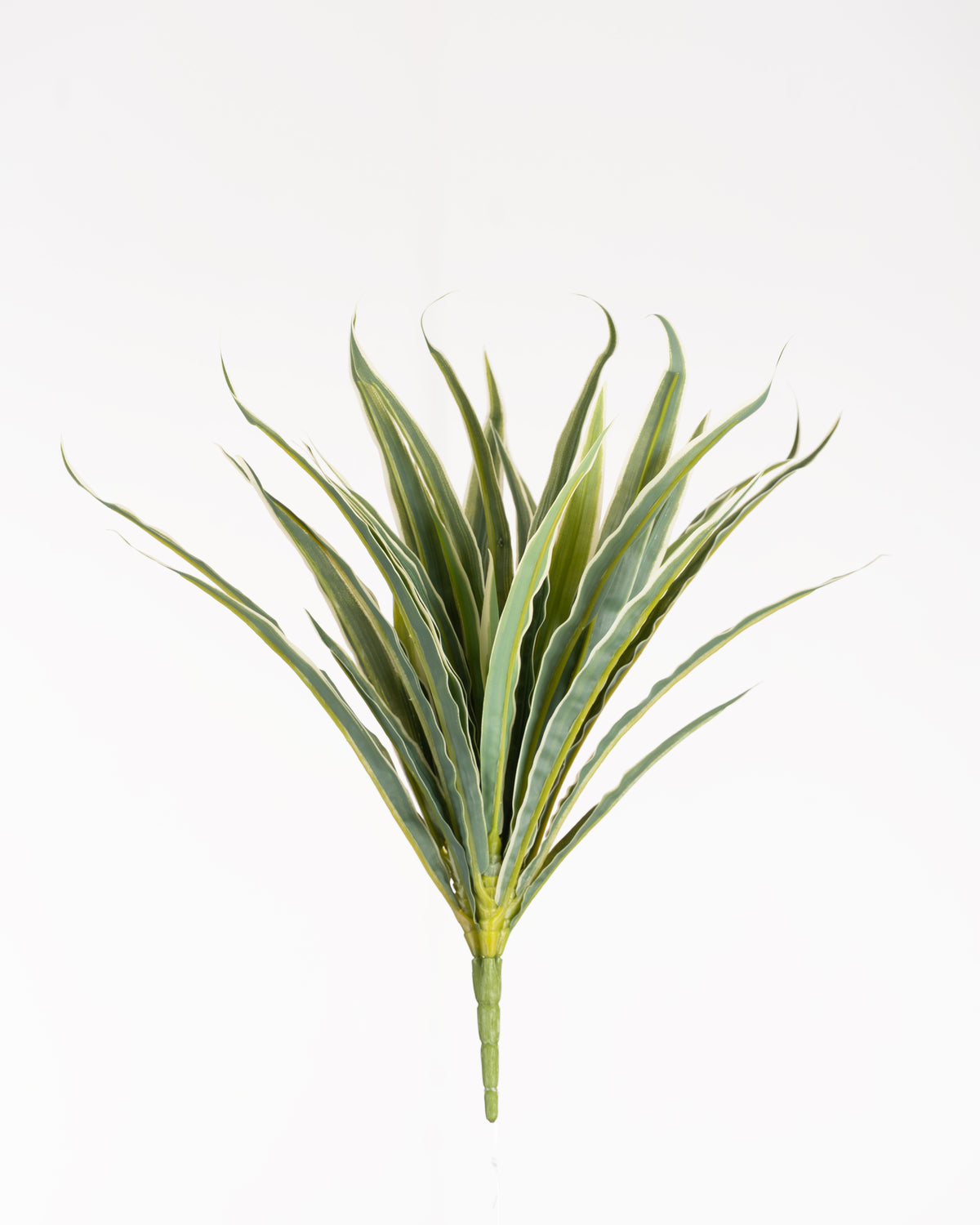 Tropical Dracaena Spay