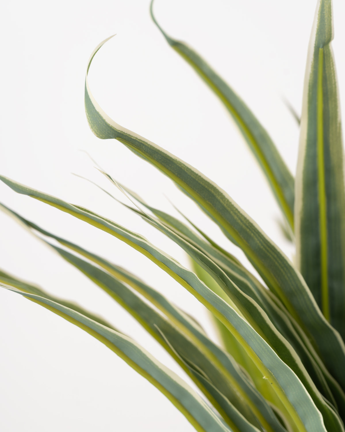 Tropical Dracaena Spay