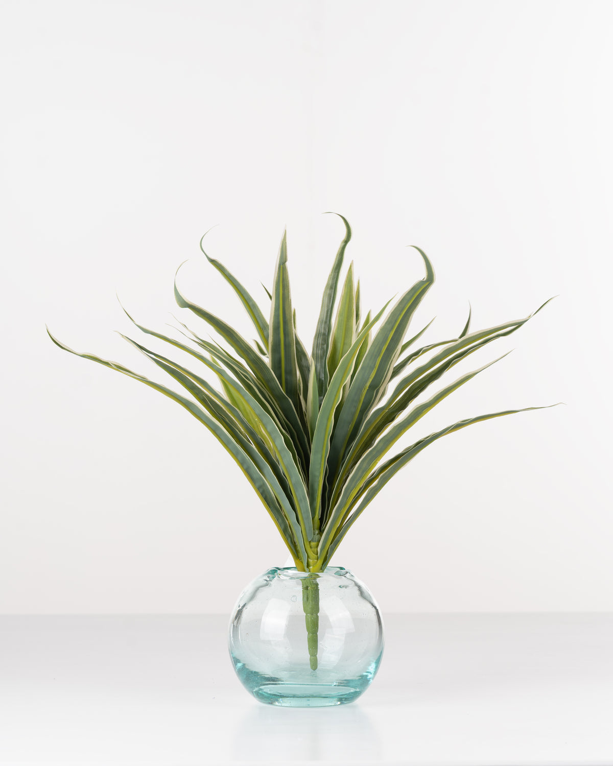 Tropical Dracaena Spay