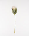 Cape Protea Spray | Cream