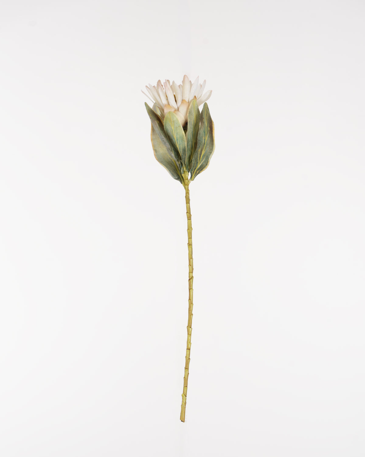 Cape Protea Spray | Cream