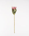 Cape Protea Spray | Pink