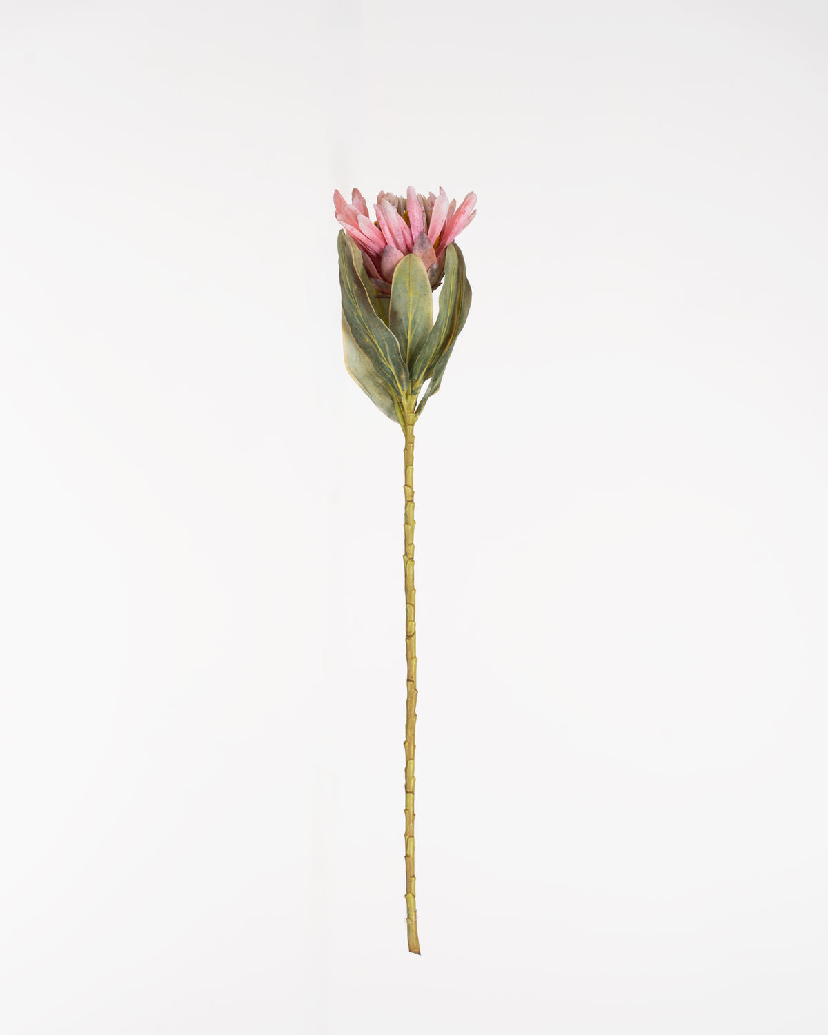 Cape Protea Spray | Pink