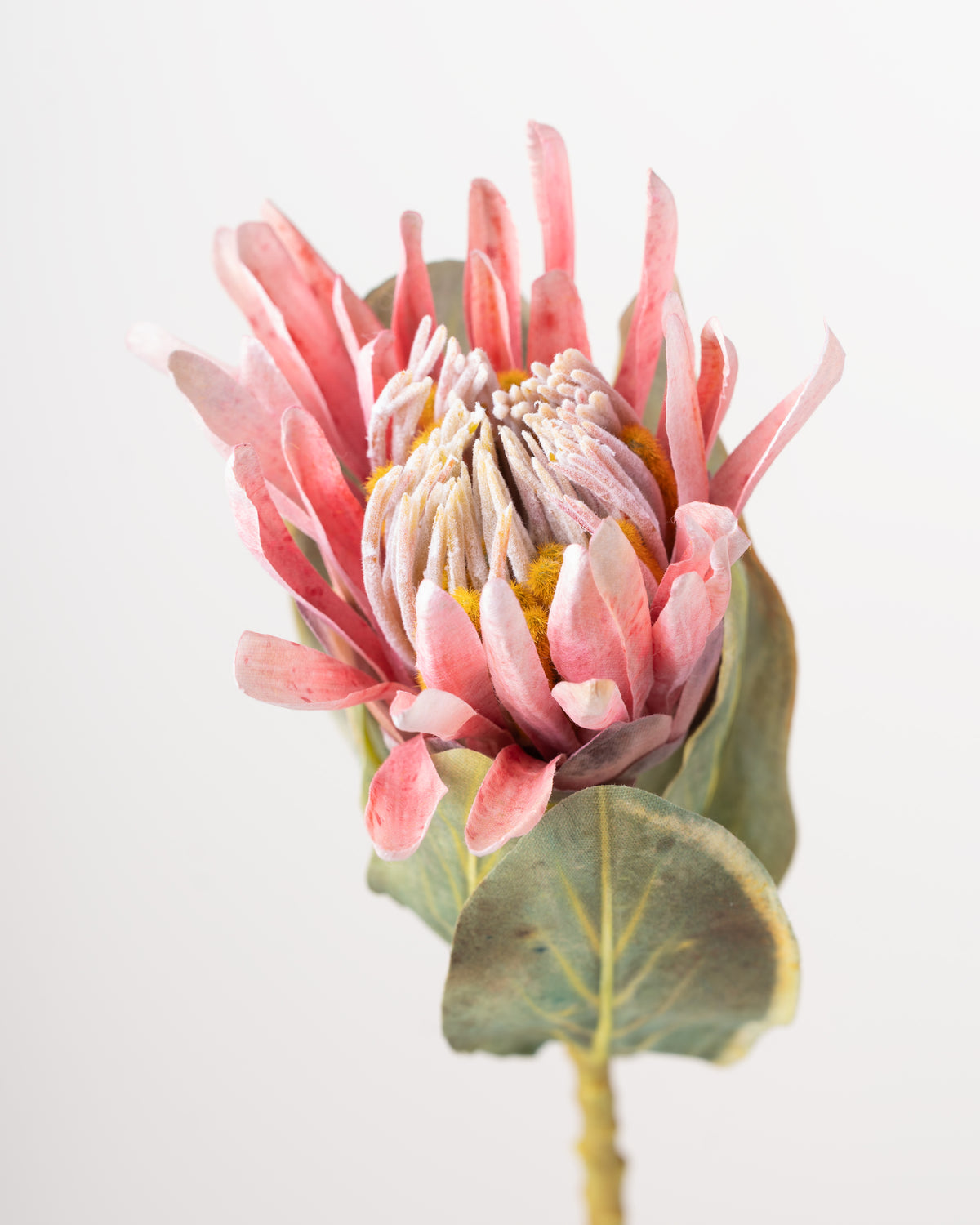 Cape Protea Spray | Pink