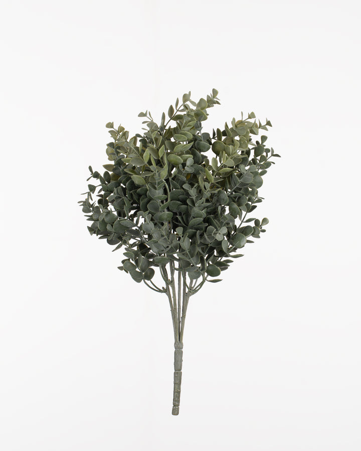Silverleaf Eucalyptus Bush