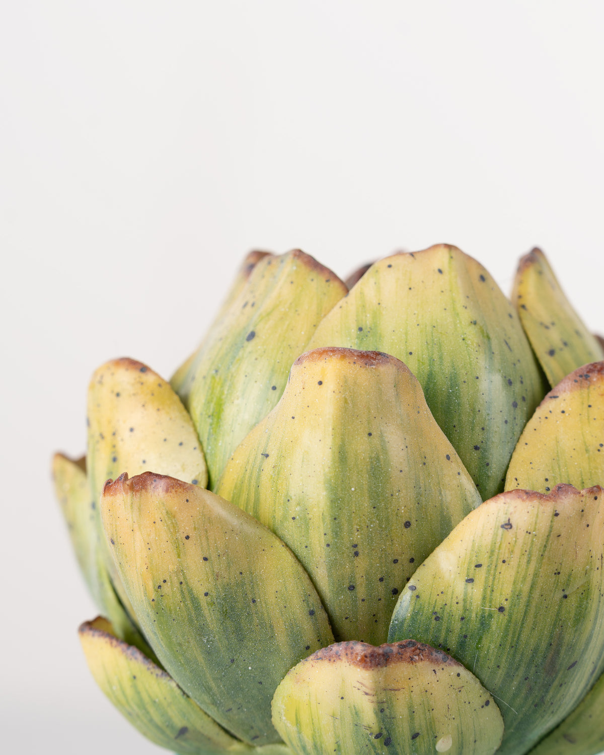 Garden Artichoke | Green