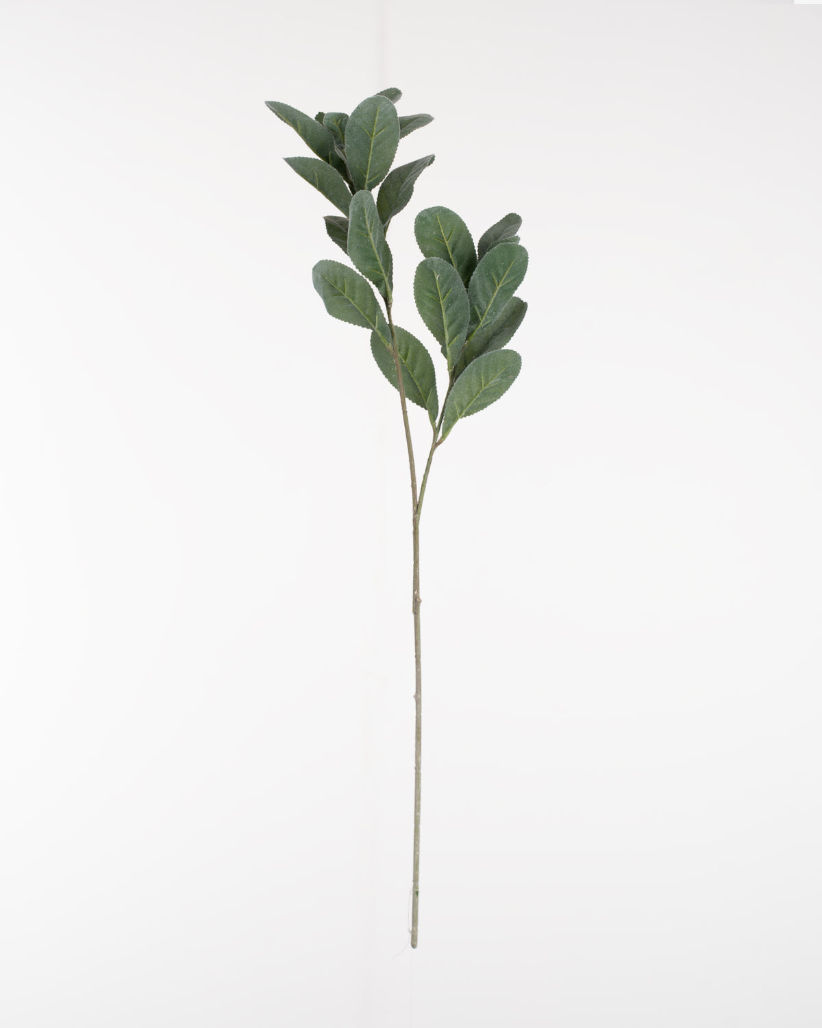 Lamb’s Ear Spray