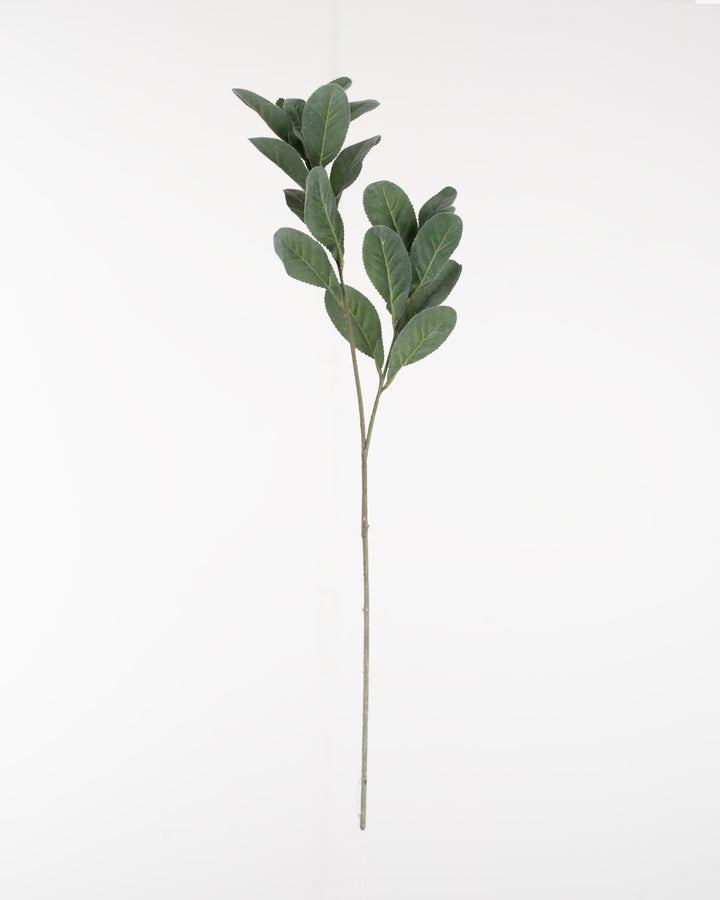Lamb’s Ear Spray