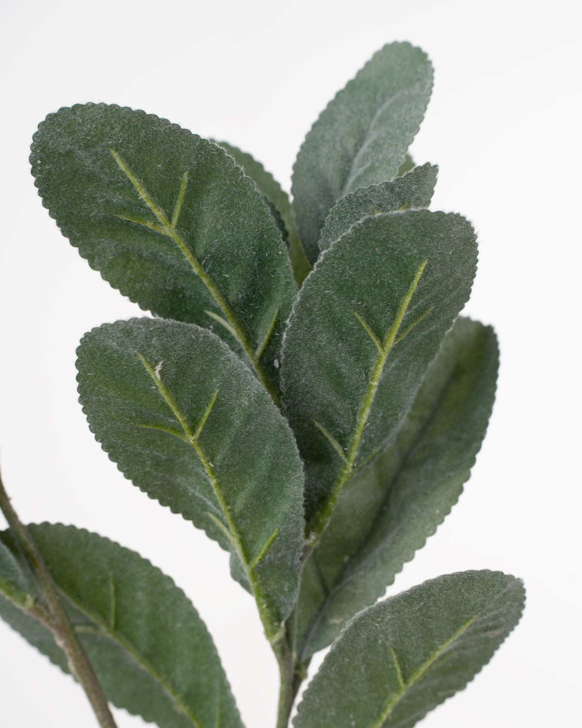 Lamb’s Ear Spray