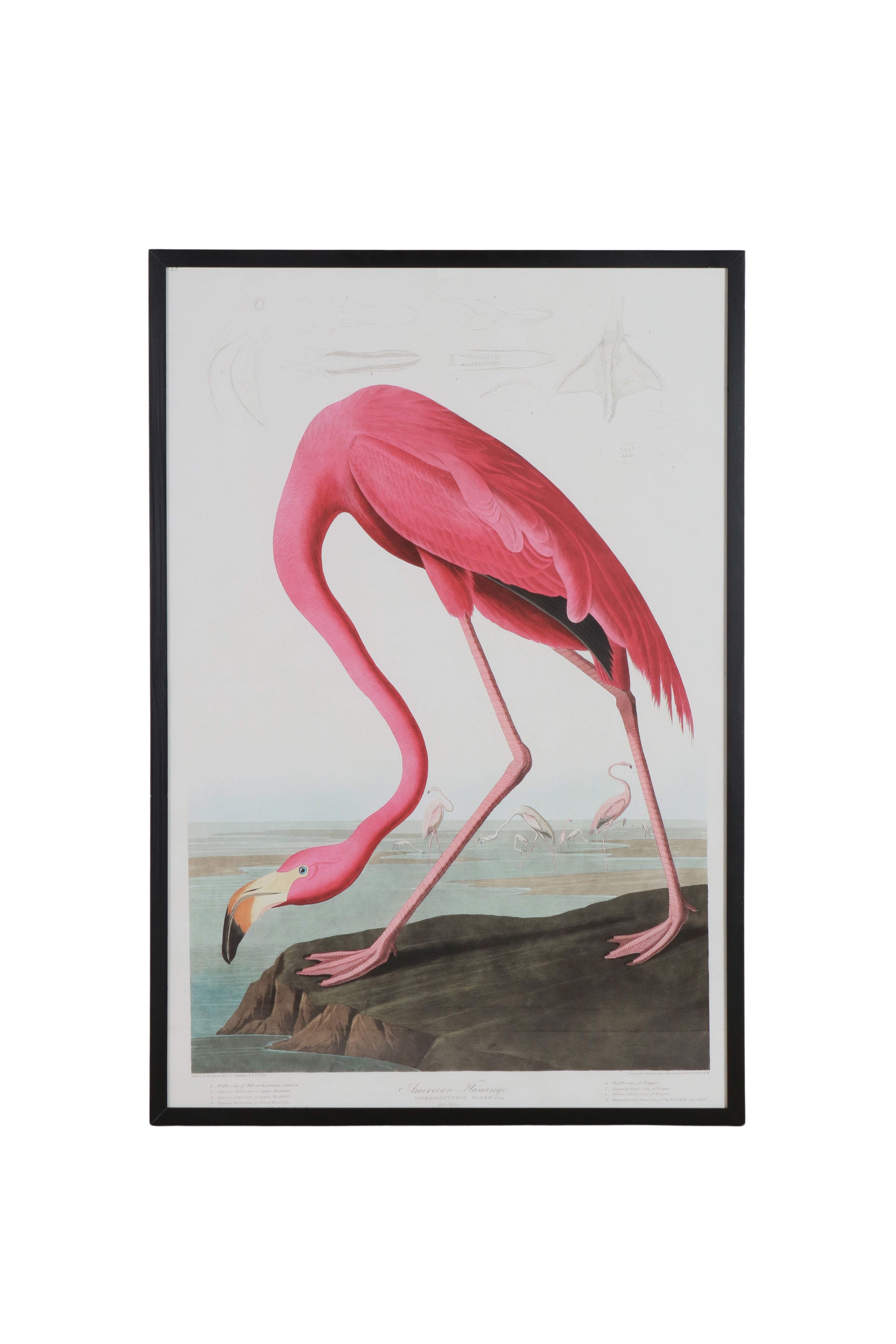 Flamingo bird print