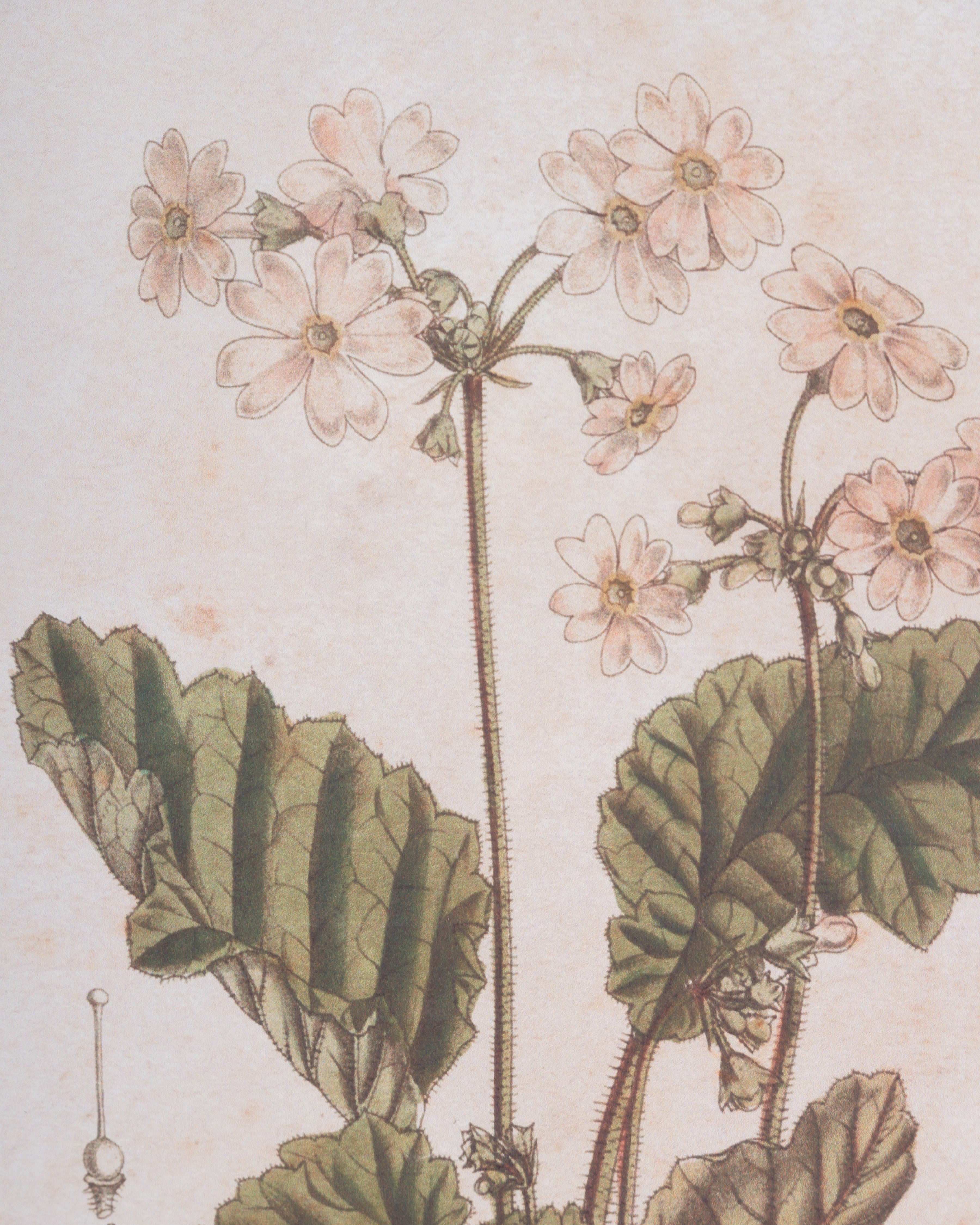 Scalloped Botanical Wall Art