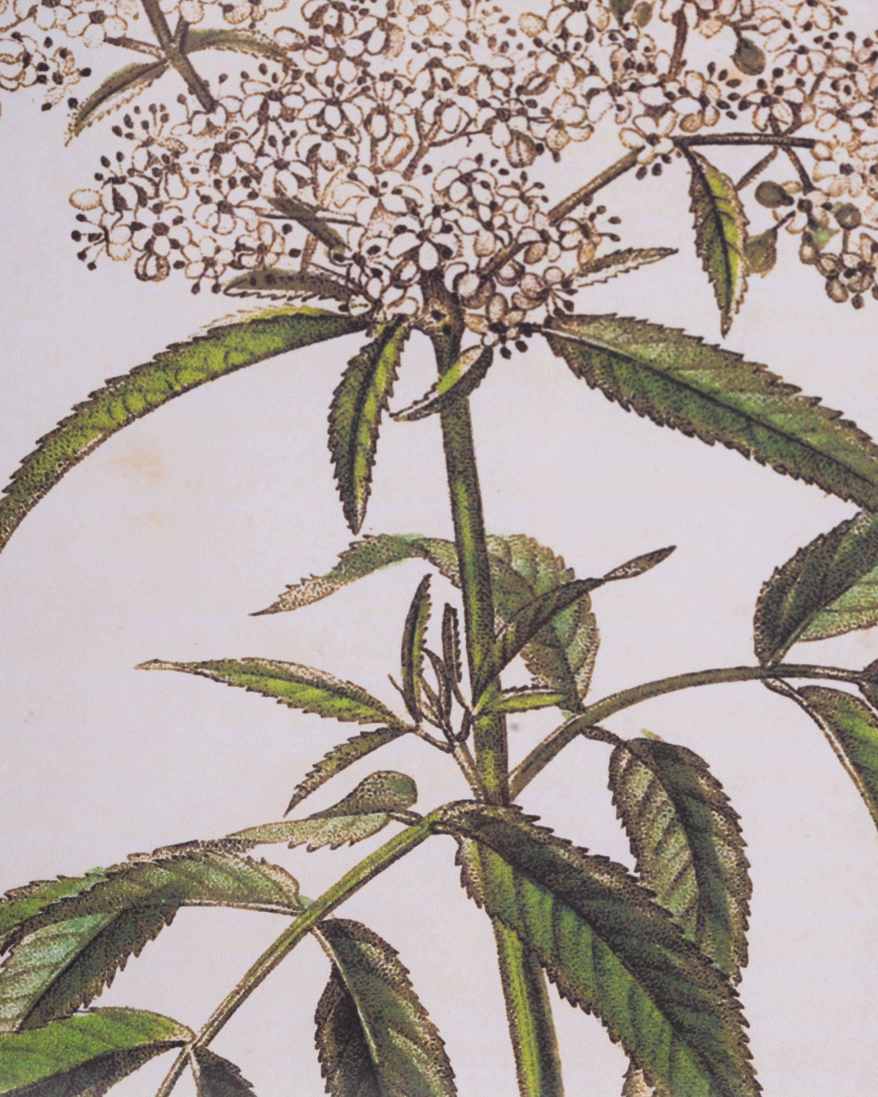 Stripe Botanical Wall Art