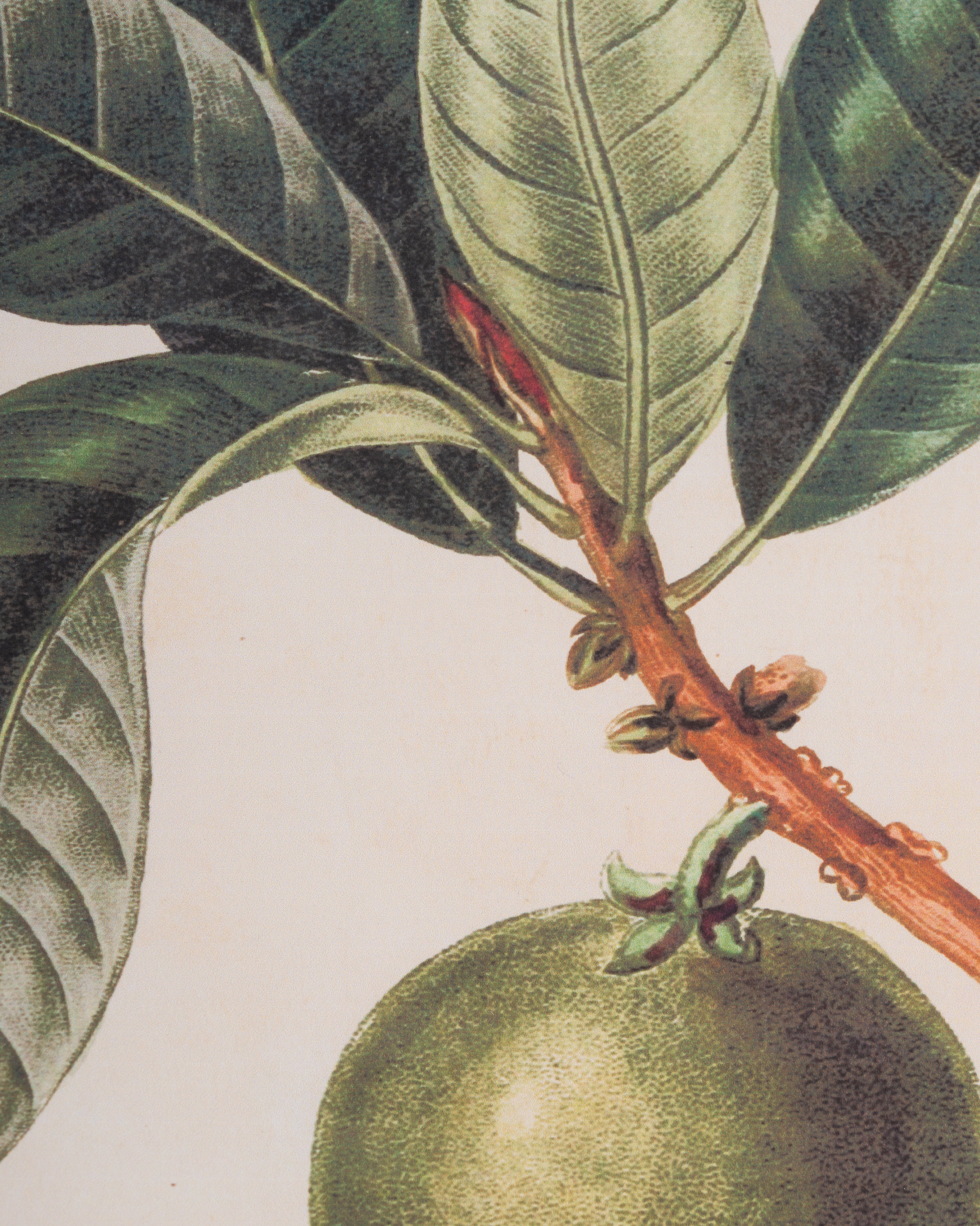 Bobble Fruit Wall Art