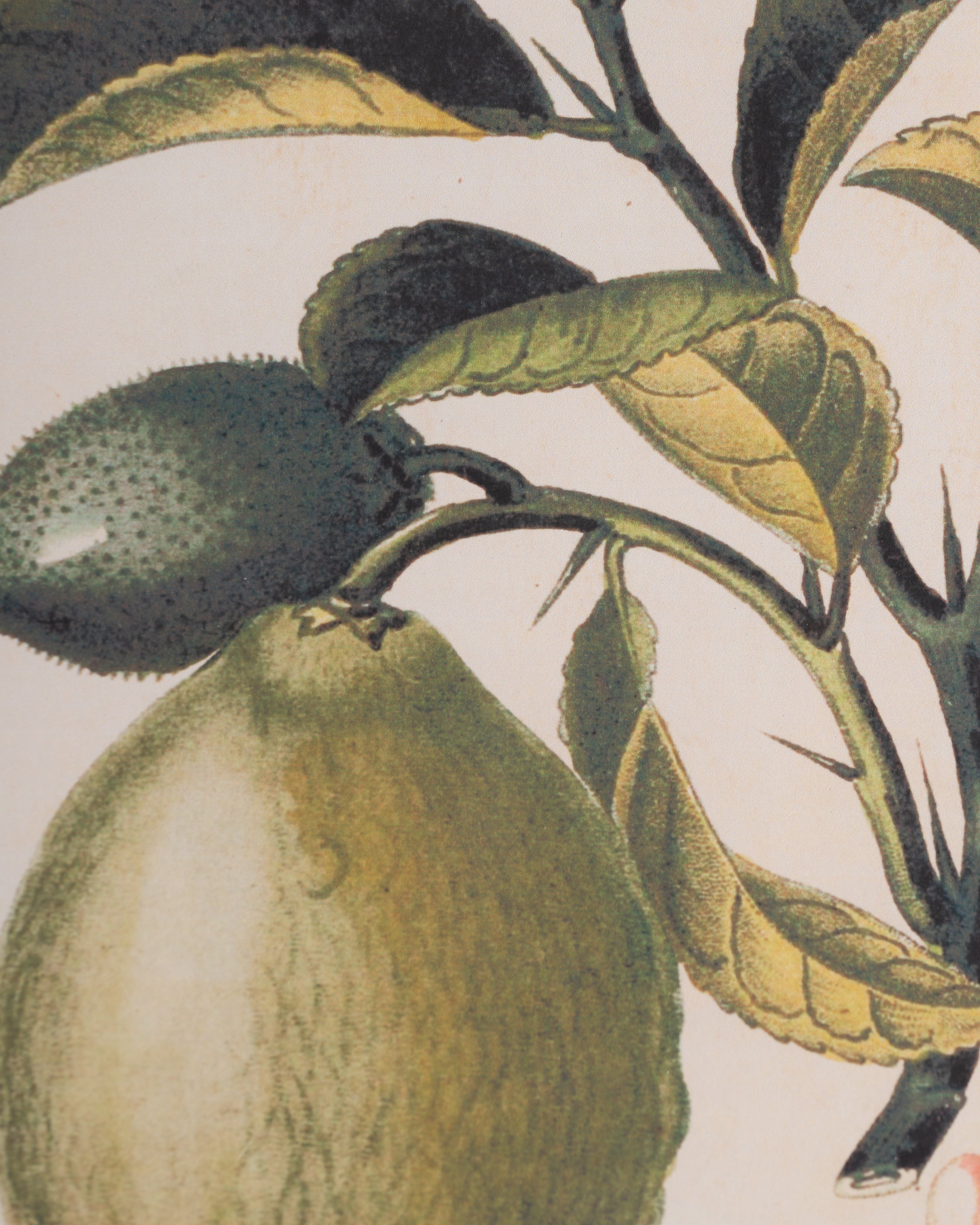 Bobble Fruit Wall Art