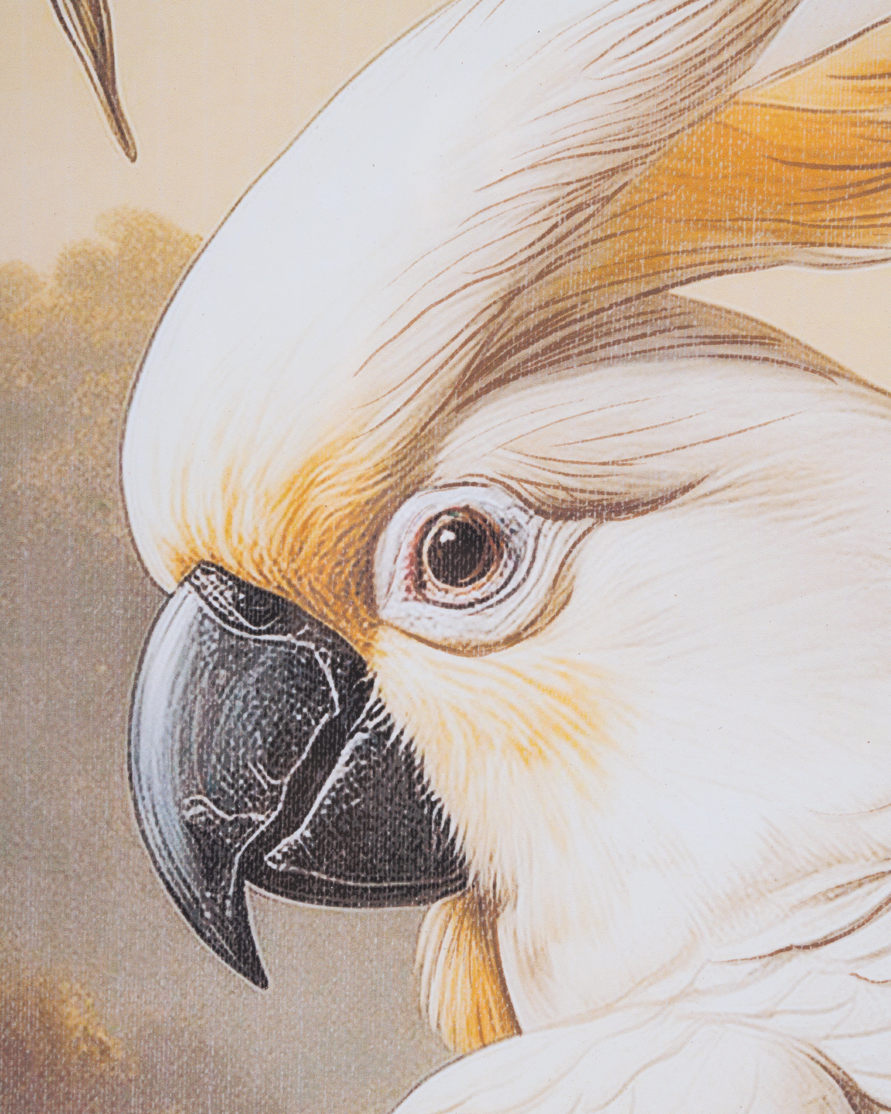 White Parrot Wall Art