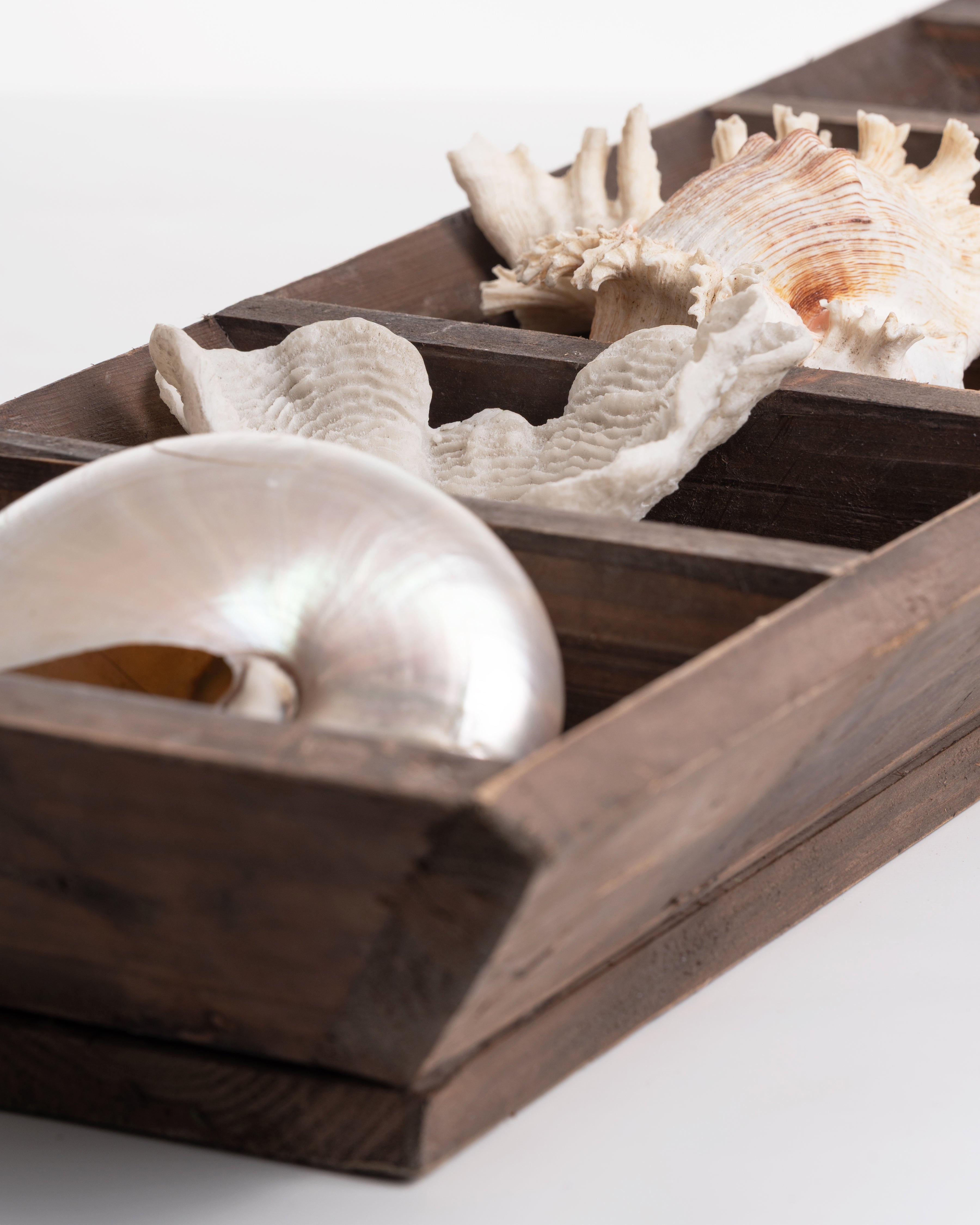 Greenhous Verde Divider Tray