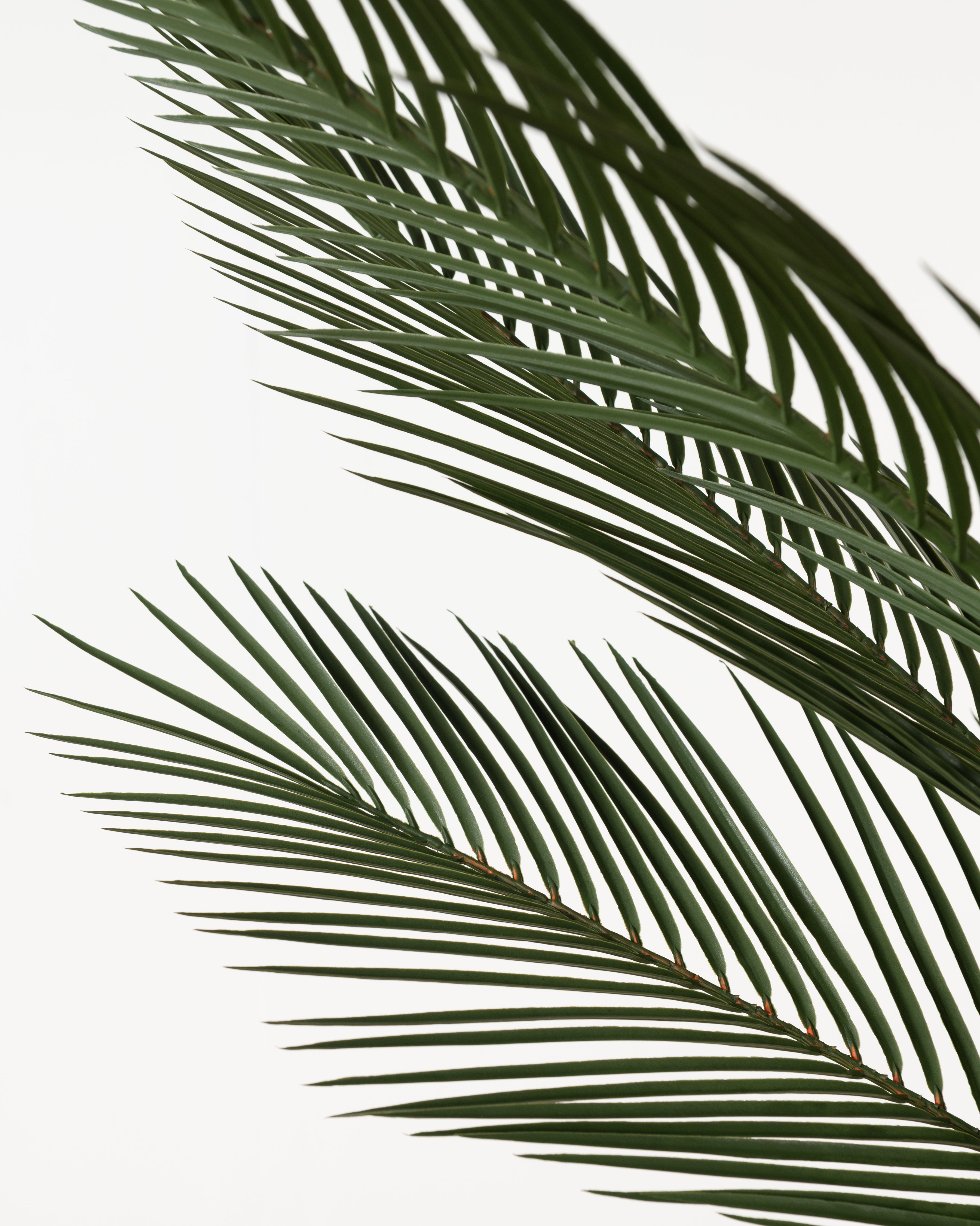 Faux Queen Palm Tree