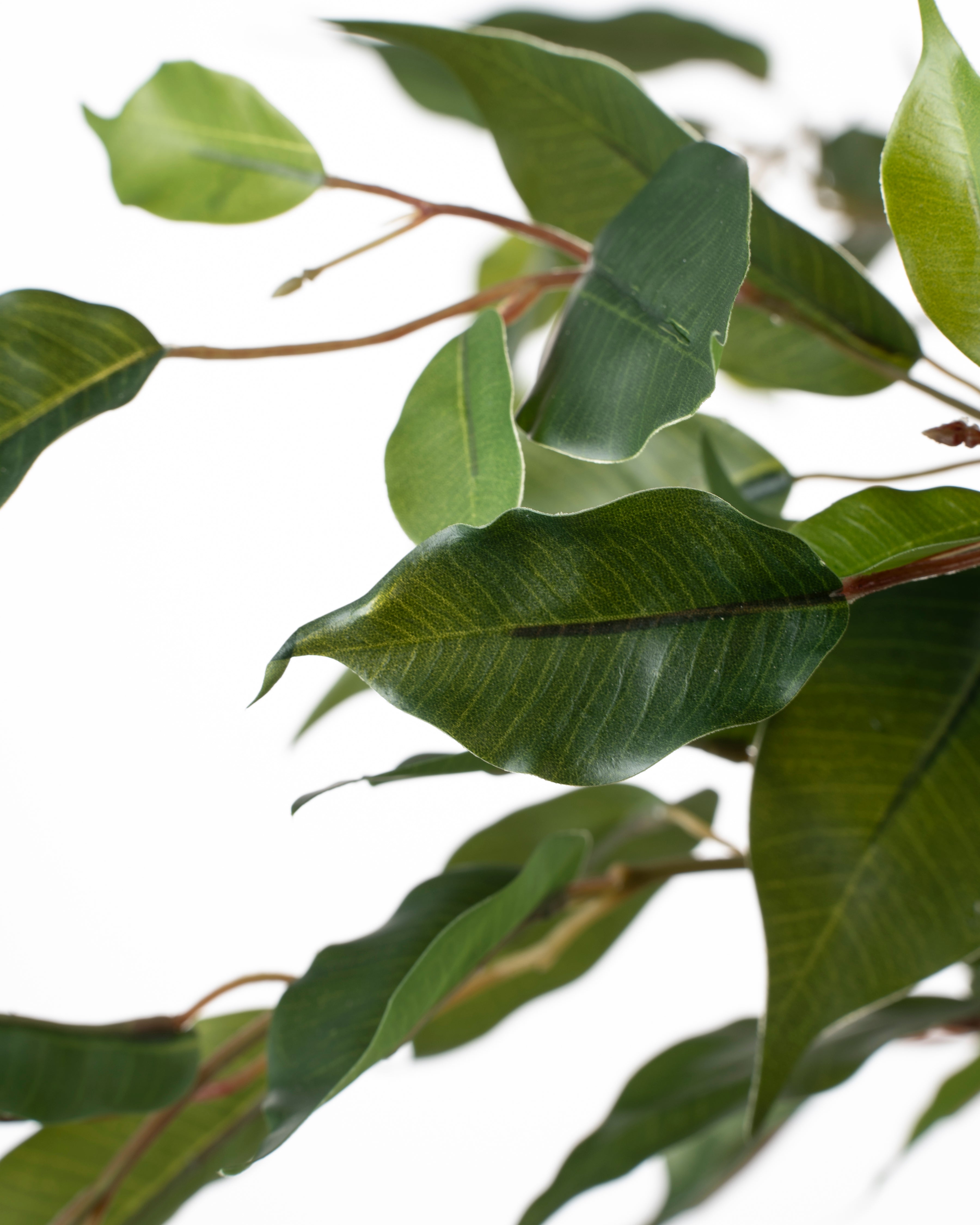 Faux Ficus Tree