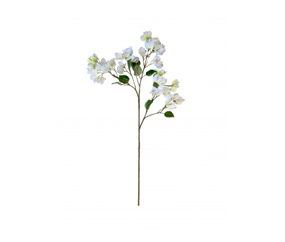 White bougainvillea stem