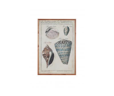 Shell print with wooden frame 